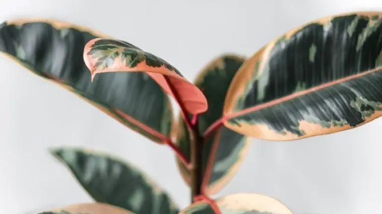 5.- Árbol del caucho (Ficus robusta). Créditos: Canva