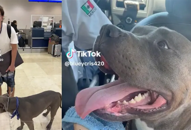 Discriminan a joven por querer viajar con Pitbull en aeropuerto. 