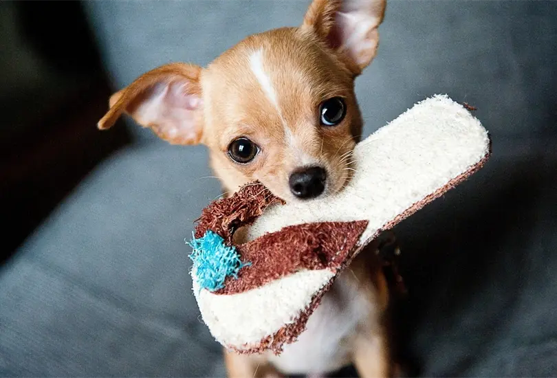 Curiosidades de los perros Chihuahua que deber&iacute;as conocer. 