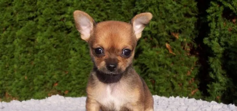 Los perros Chihuahua viven más de 12 años. Foto: PxHere.