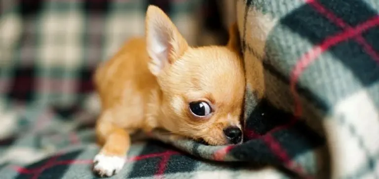 Los perros Chihuahua suelen ser guardianes de sus hogares. Foto: PxHere.