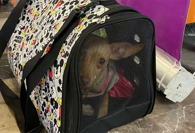 El Aeropuerto Internacional de Monterrey inform&oacute; que encontr&oacute; a una perrita en la zona de documentaci&oacute;n de la aerol&iacute;nea Volaris y pidi&oacute; apoyo a los internautas para encontrar a sus due&ntilde;os