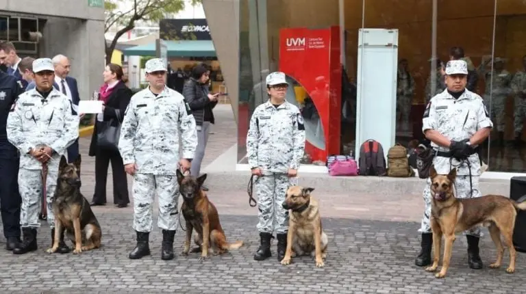Binomios caninos de la Guardia Nacional. Foto: Gobierno de México
