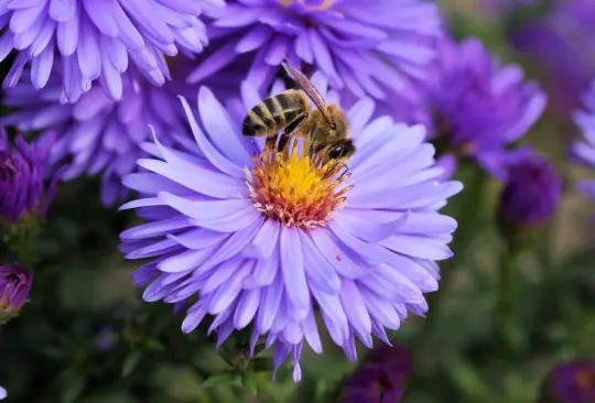 Las picaduras de abeja pueden ocurrir en cualquier momento, especialmente durante los meses cálidos cuando estos insectos están más activos