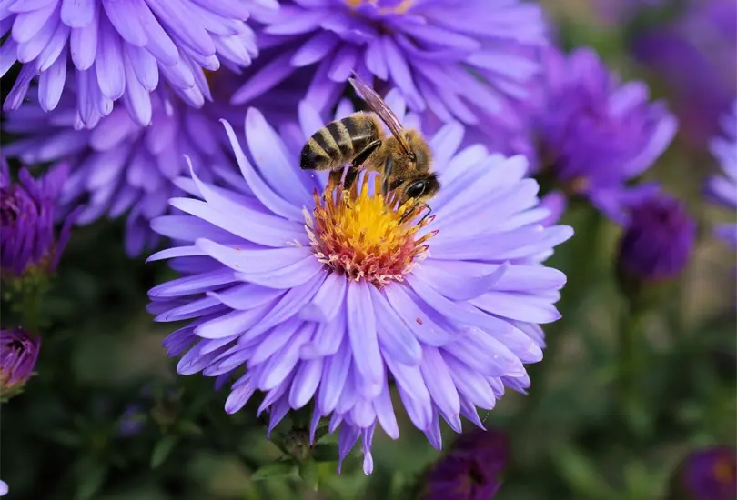 Las picaduras de abeja pueden ocurrir en cualquier momento, especialmente durante los meses cálidos cuando estos insectos están más activos Las picaduras de abeja pueden ocurrir en cualquier momento, especialmente durante los meses cálidos cuando estos insectos están más activos