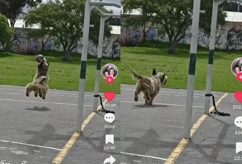 Tal es el caso de un perro que destac&oacute; en TikTok por su forma de jugar al f&uacute;tbol, y es que este adorable animal suele jugar como portero, demostrando su habilidad con los j&oacute;venes que disfrutan de este deporte