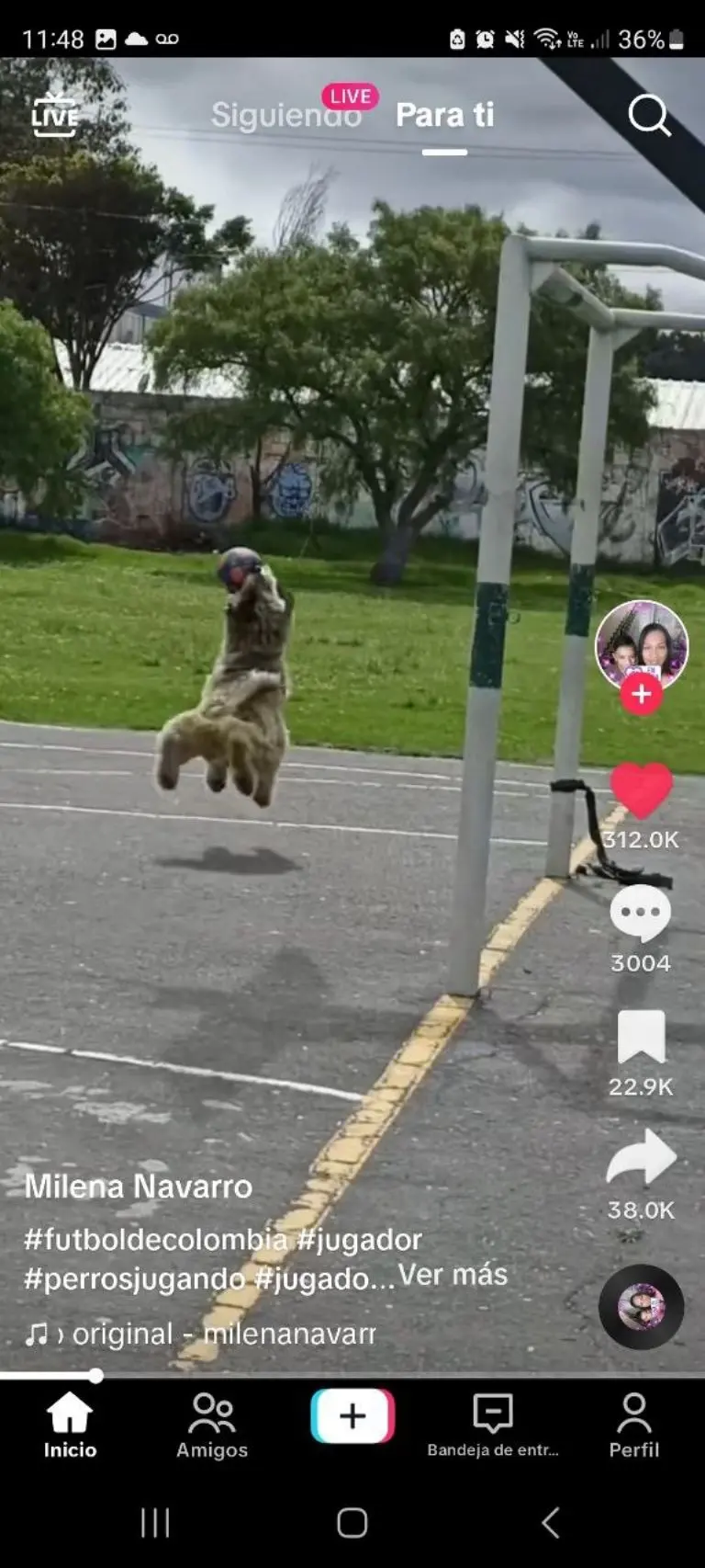 Perrito se hace viral por jugar fútbol - Tomada de video