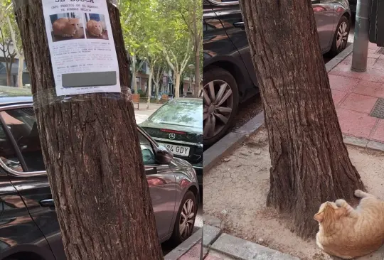 Una joven de España ha llamado la atención en las redes sociales después de protagonizar un momento extraño al encontrar a un gato perdido debajo de su foto de se busca, colocada por sus dueños