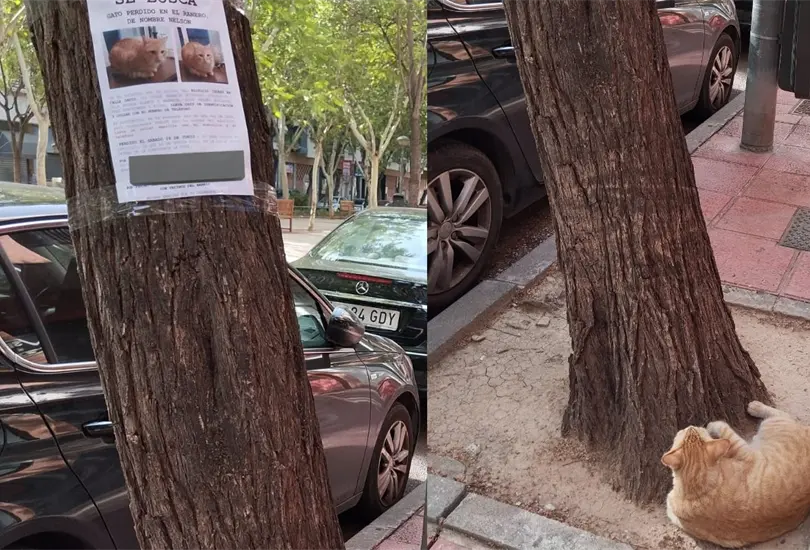 Una joven de España ha llamado la atención en las redes sociales después de protagonizar un momento extraño al encontrar a un gato perdido debajo de su foto de se busca, colocada por sus dueños Una joven de España ha llamado la atención en las redes sociales después de protagonizar un momento extraño al encontrar a un gato perdido debajo de su foto de se busca, colocada por sus dueños