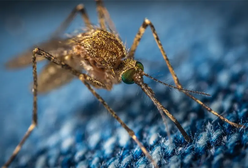 Estos remedios te ayudar&aacute;n a enfrentar las picaduras de mosquitos