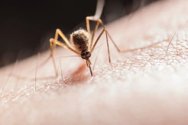 Picadura de mosquitos - Pexels