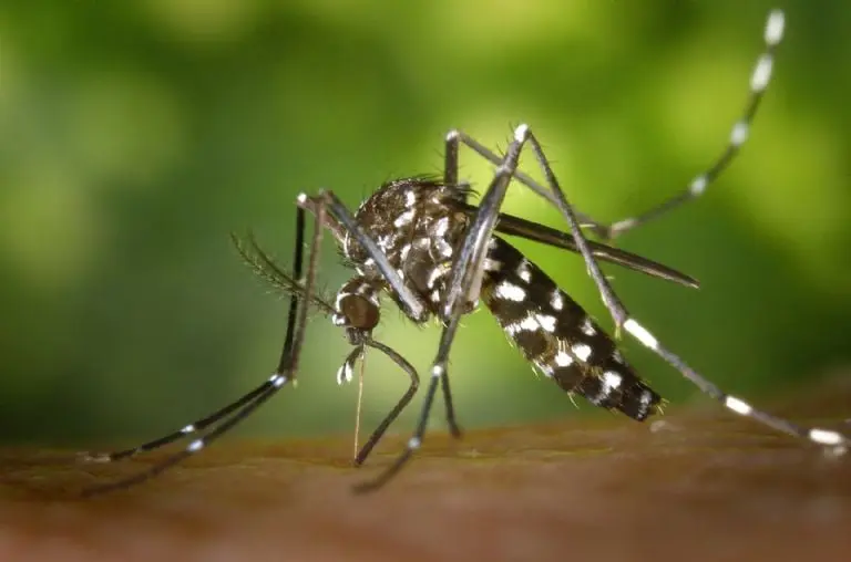 Picadura de mosquitos - Pexels