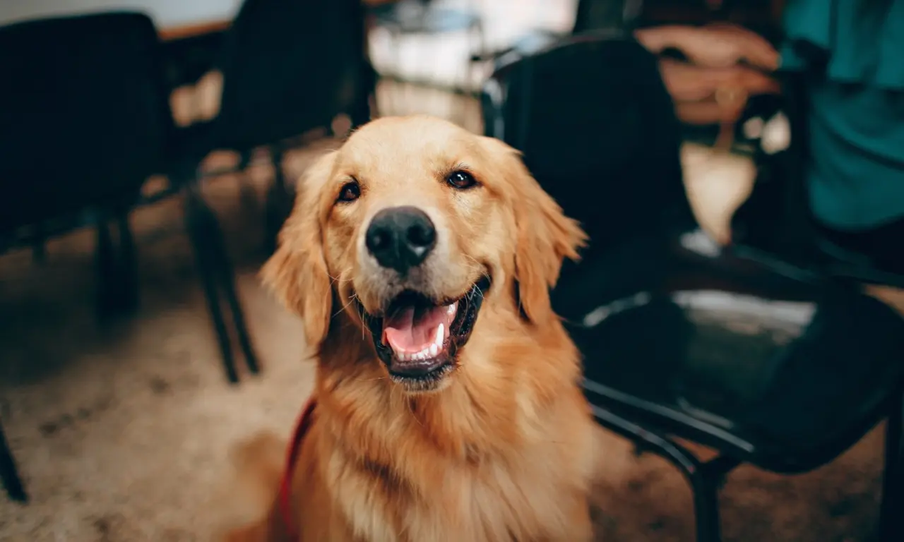  Conoce las multas y horas de arresto si no recoges las heces de tu mascota. 