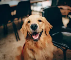 CDMX lanza CURP para mascotas: guía rápida para registro