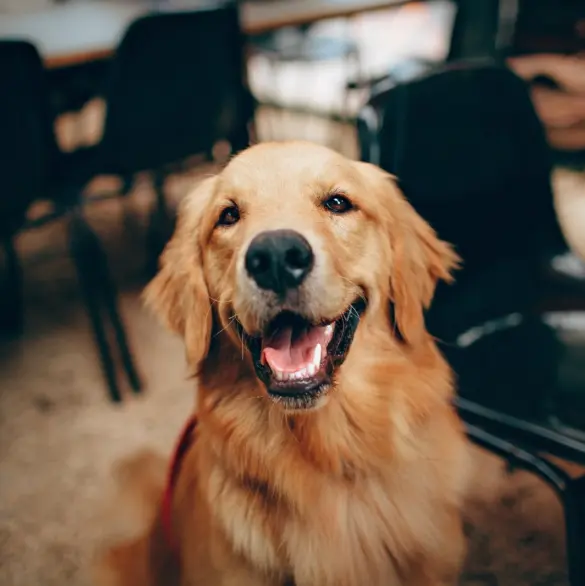 CDMX lanza CURP para mascotas: guía rápida para registro