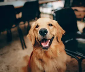 Te pueden arrestar por no recoger las heces de tu perro