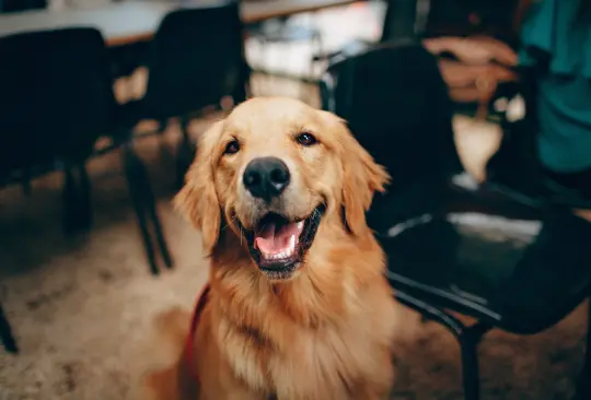 Conoce las multas y horas de arresto si no recoges las heces de tu mascota.