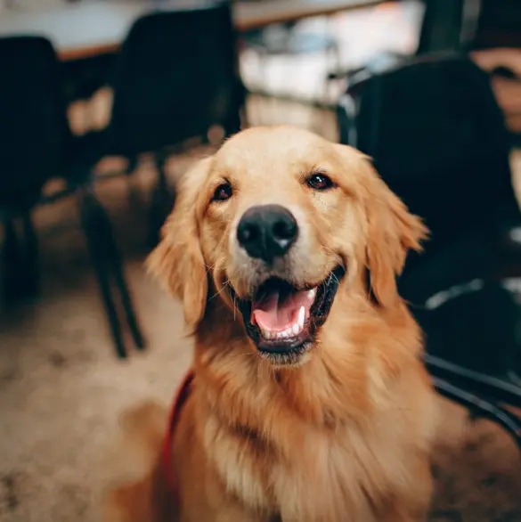 Te pueden arrestar por no recoger las heces de tu perro