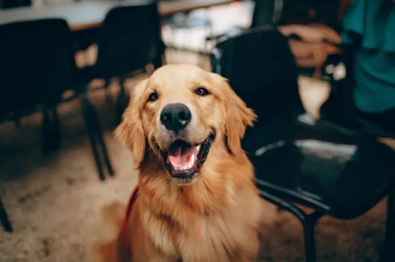 Aplicaciones que te ayudan a cuidar de tus mascotas - Pexels