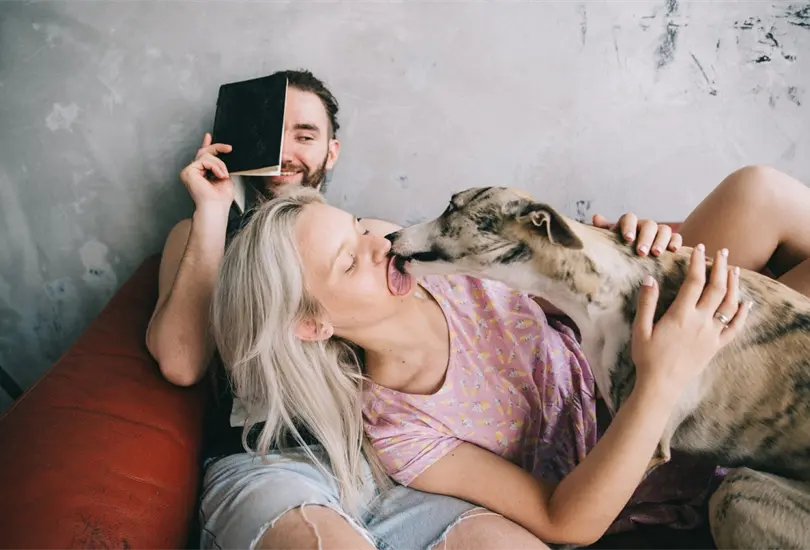 Si eres amante de los perros, es muy probable que hayas experimentado esta muestra de afecto canina en más de una ocasión Si eres amante de los perros, es muy probable que hayas experimentado esta muestra de afecto canina en más de una ocasión
