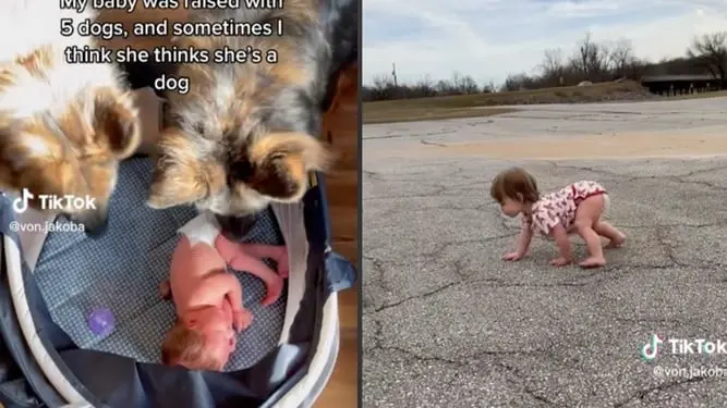 Bebé crece entre perritos y se comporta como uno de ellos Bebé crece entre perritos y se comporta como uno de ellos