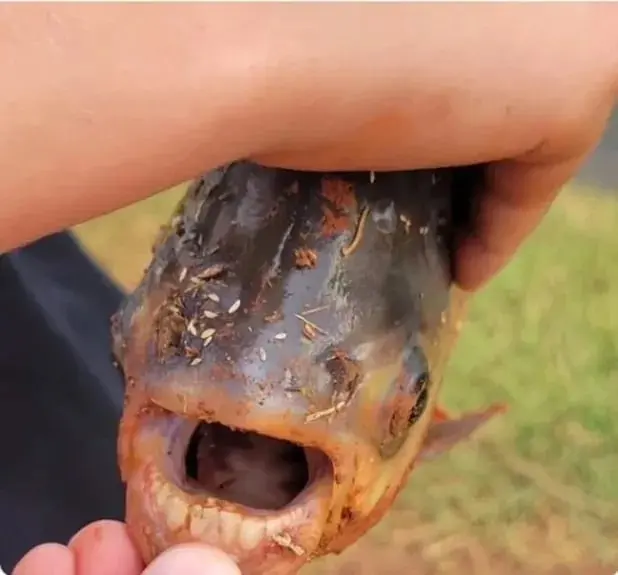 Un ni&ntilde;o atrap&oacute; un pez con dientes humanos, demasiado humanos