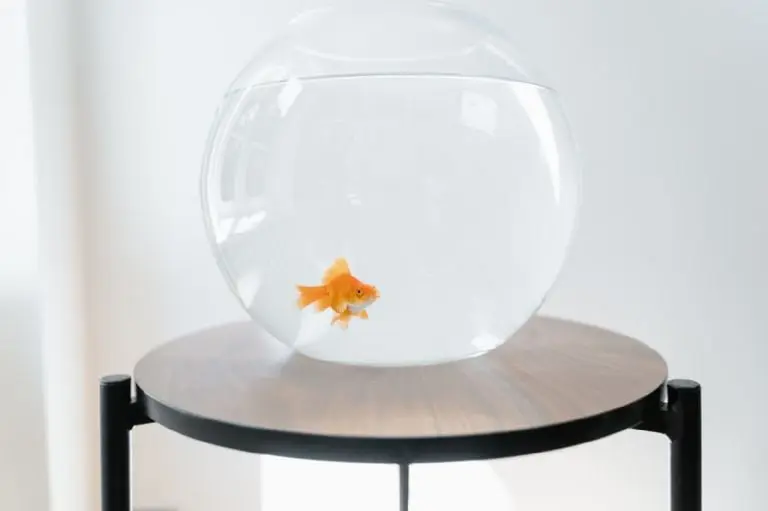 Cómo cuidar a tus peces - Pexels