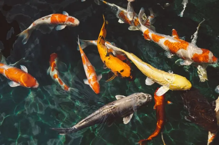 Cómo cuidar a tus peces - Pexels