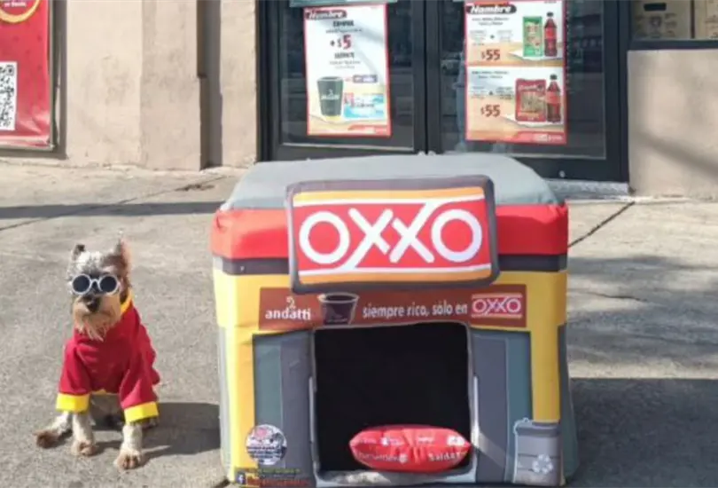 La usuaria @Anygarritasguerreras sorprendi&oacute; a los internautas al presentar el "Oxxito", una peque&ntilde;a y encantadora camita para mascotas