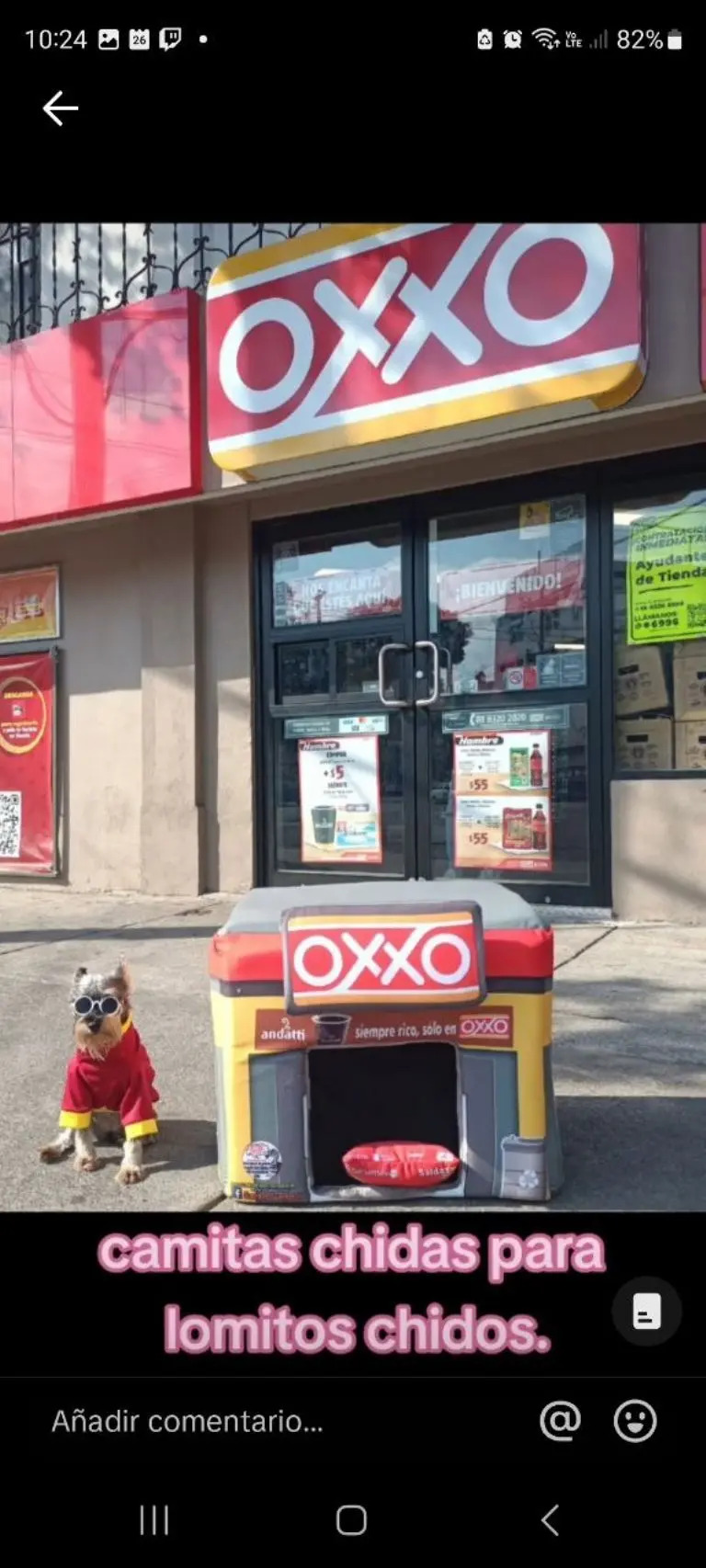 Camita en forma de Oxxo para mascotas - Tomada de video