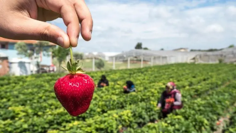 Hepatitis: ¿Me puedo contagiar por comer fresas? Foto: Canva