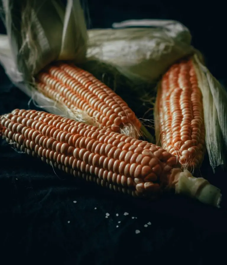 Exposición Culinaria del Elote y la Tortilla 2023 - Pexels