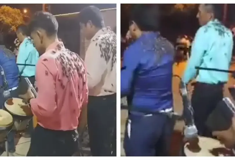 Plaga de insectos invade a m&uacute;sicos