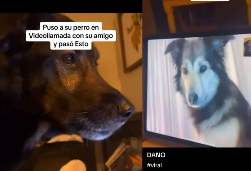Un adorable momento se hizo viral en las redes sociales, protagonizado por dos hermosos perritos que demostraron que la amistad no conoce límites, ni siquiera a través de una pantalla Un adorable momento se hizo viral en las redes sociales, protagonizado por dos hermosos perritos que demostraron que la amistad no conoce límites, ni siquiera a través de una pantalla