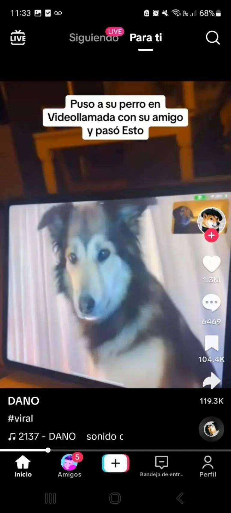 Perrito tienen videollamada - Tomada de video