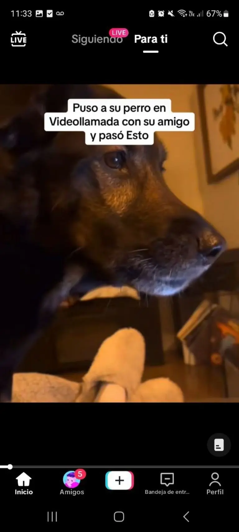 Perrito tienen videollamada - Tomada de video