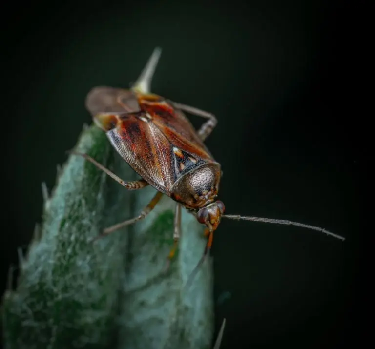 Cómo eliminar plaga de cucarachas - Pexels