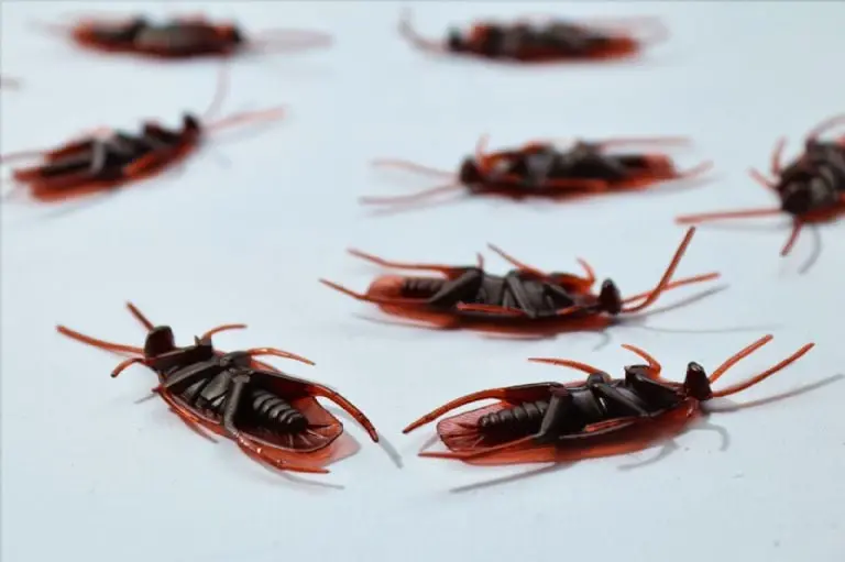 Cómo eliminar plaga de cucarachas - Pexels