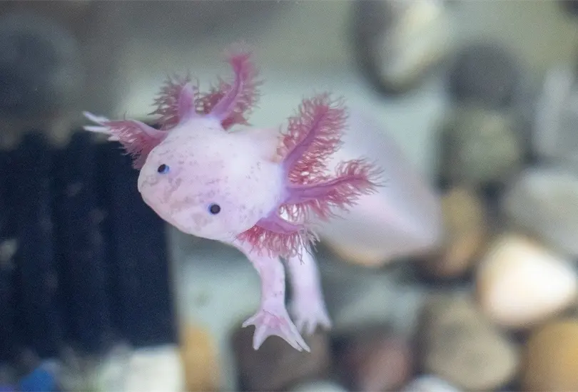 Los ajolotes son quizás uno de los animales más fascinantes del reino de la naturaleza Los ajolotes son quizás uno de los animales más fascinantes del reino de la naturaleza