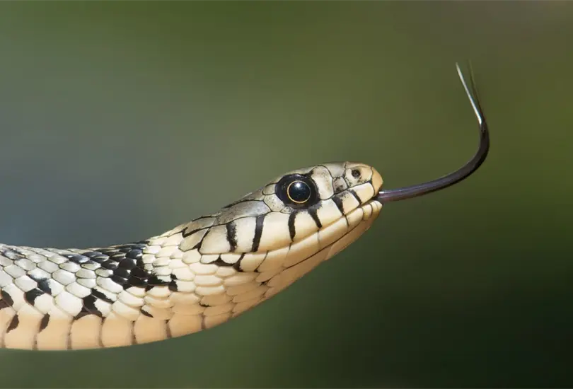 Esto es lo que debes saber si buscas adoptar una serpiente como mascota 