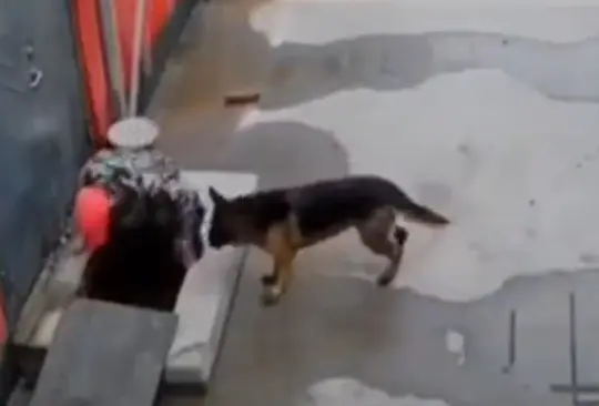 Utilizando todos los medios que tenía, el perrito buscó llamar la atención de una persona que caminaba por la calle para que lo ayudara a rescatar a su amigo canino que había caído en una coladera.