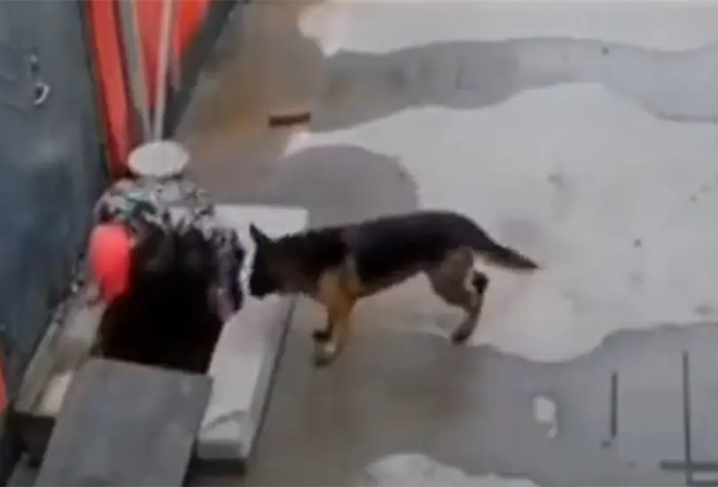 Utilizando todos los medios que ten&iacute;a, el perrito busc&oacute; llamar la atenci&oacute;n de una persona que caminaba por la calle para que lo ayudara a rescatar a su amigo canino que hab&iacute;a ca&iacute;do en una coladera.