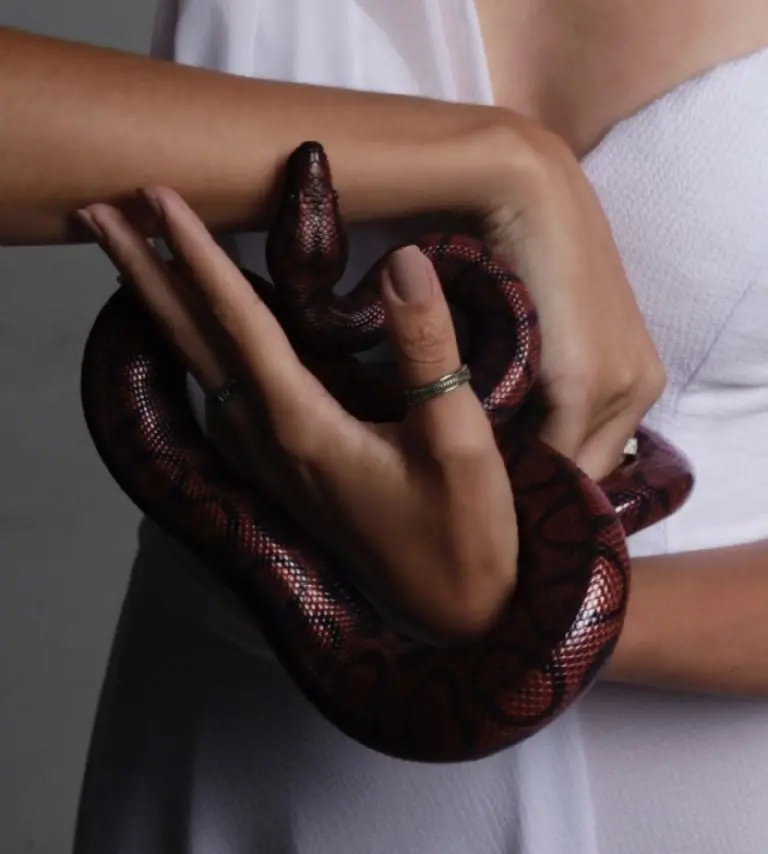 ¿Es legal tener una serpiente?
