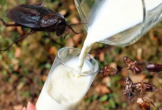 Estas son la spropiedades de la leche de cucaracha. 