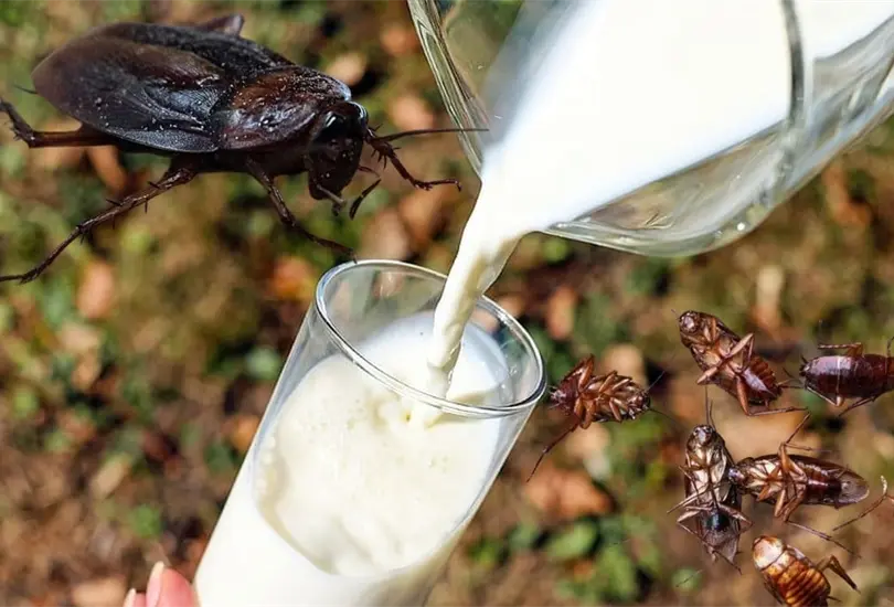 Estas son la spropiedades de la leche de cucaracha. Estas son la spropiedades de la leche de cucaracha.