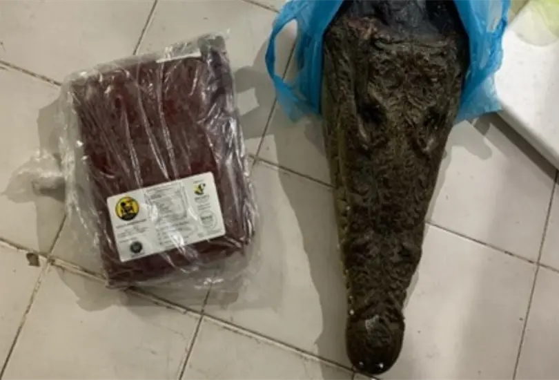 Profepa asegura carne de cocodrilo y búfalo en Feria de la Torta. Profepa asegura carne de cocodrilo y búfalo en Feria de la Torta.