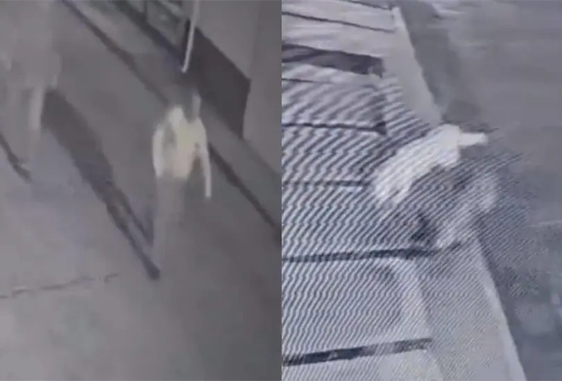 VIDEO: alcalde mata a balazos a dos perritos en Michoacán. VIDEO: alcalde mata a balazos a dos perritos en Michoacán.