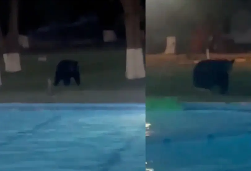 Oso sorprende a personas que nadaban en alberca de Monterrey, Nuevo León. Oso sorprende a personas que nadaban en alberca de Monterrey, Nuevo León.
