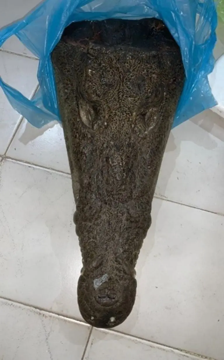 Profepa asegura carne de cocodrilo y búfalo en Feria de la Torta. Foto: Profepa