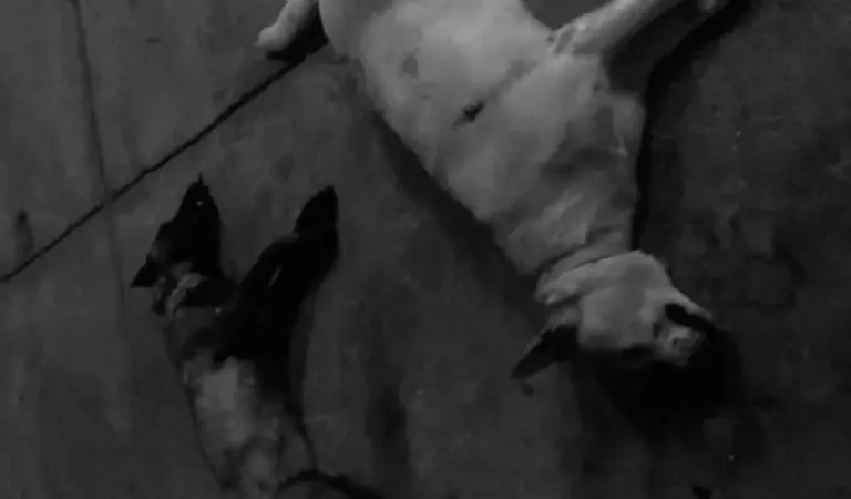 VIDEO: alcalde mata a balazos a dos perritos en Michoacán. Foto: Twitter